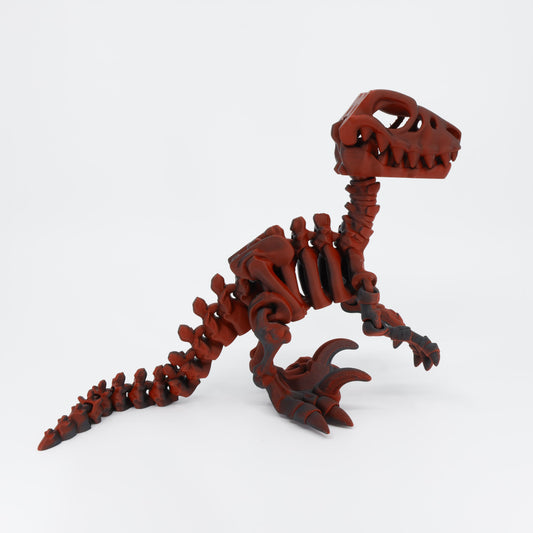 Side view of the Australian made articulated Raptor skeleton, emphasizing the curved spine and flexi tail movement.