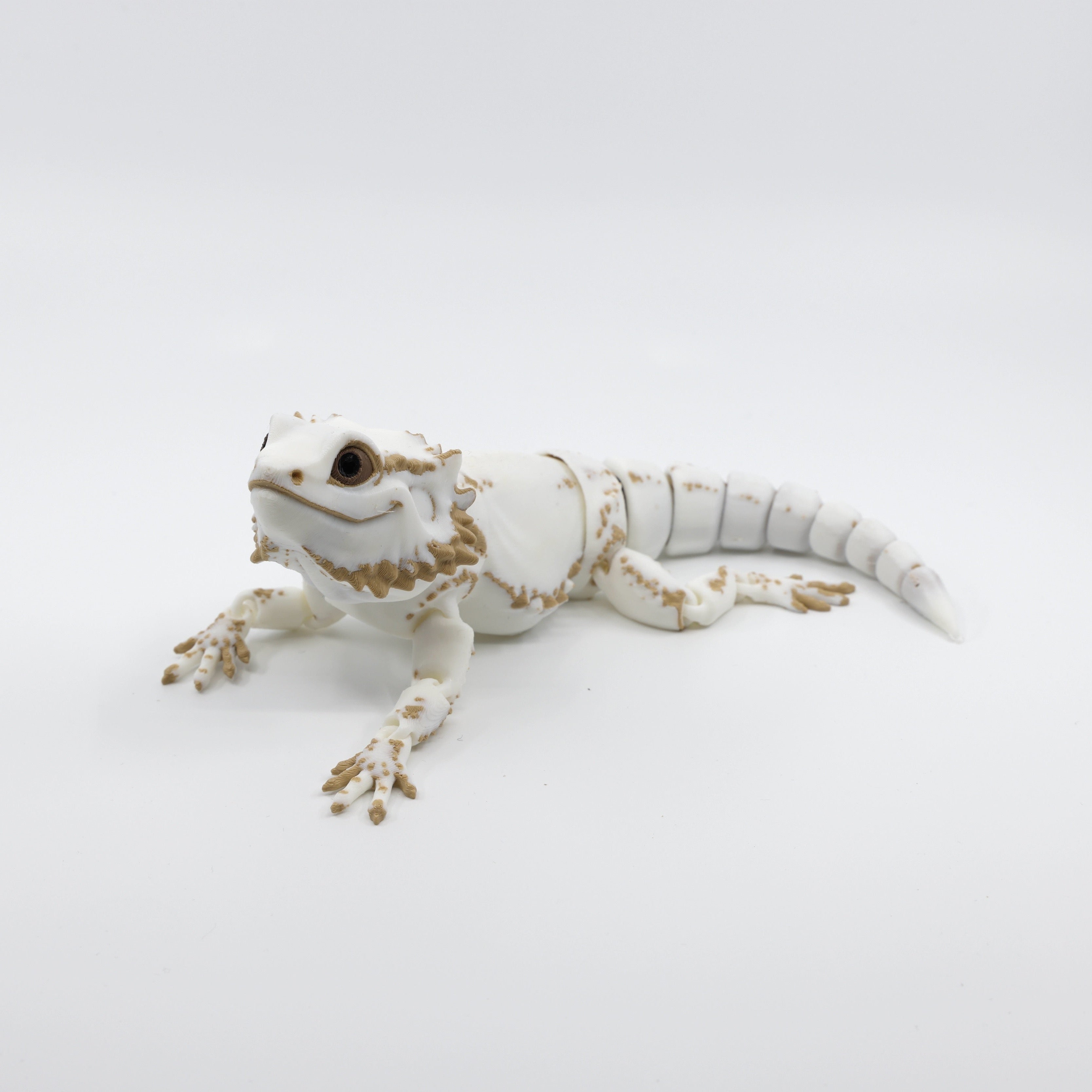 Bearded Dragon type 1  Side/Front