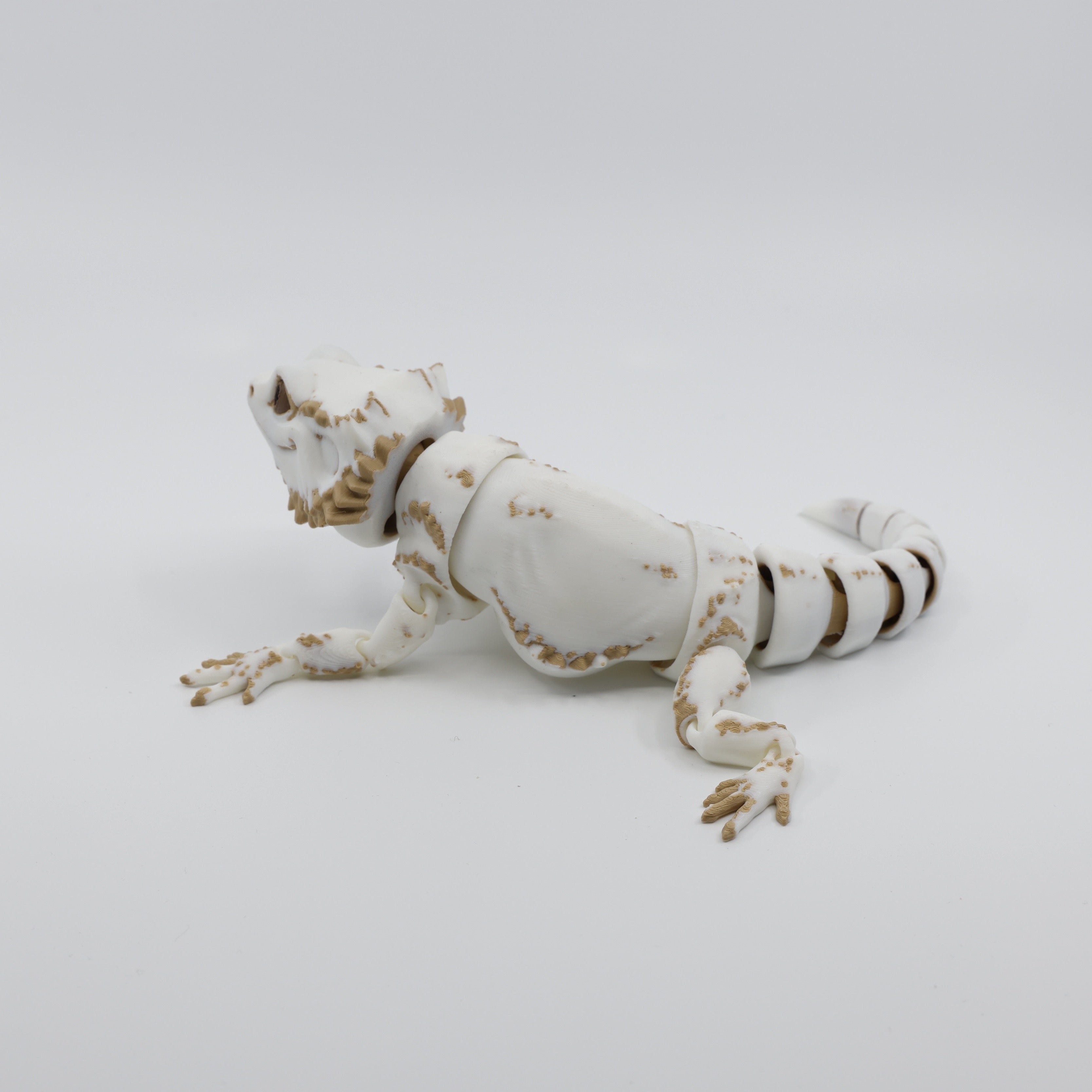 Bearded Dragon type 1 Back