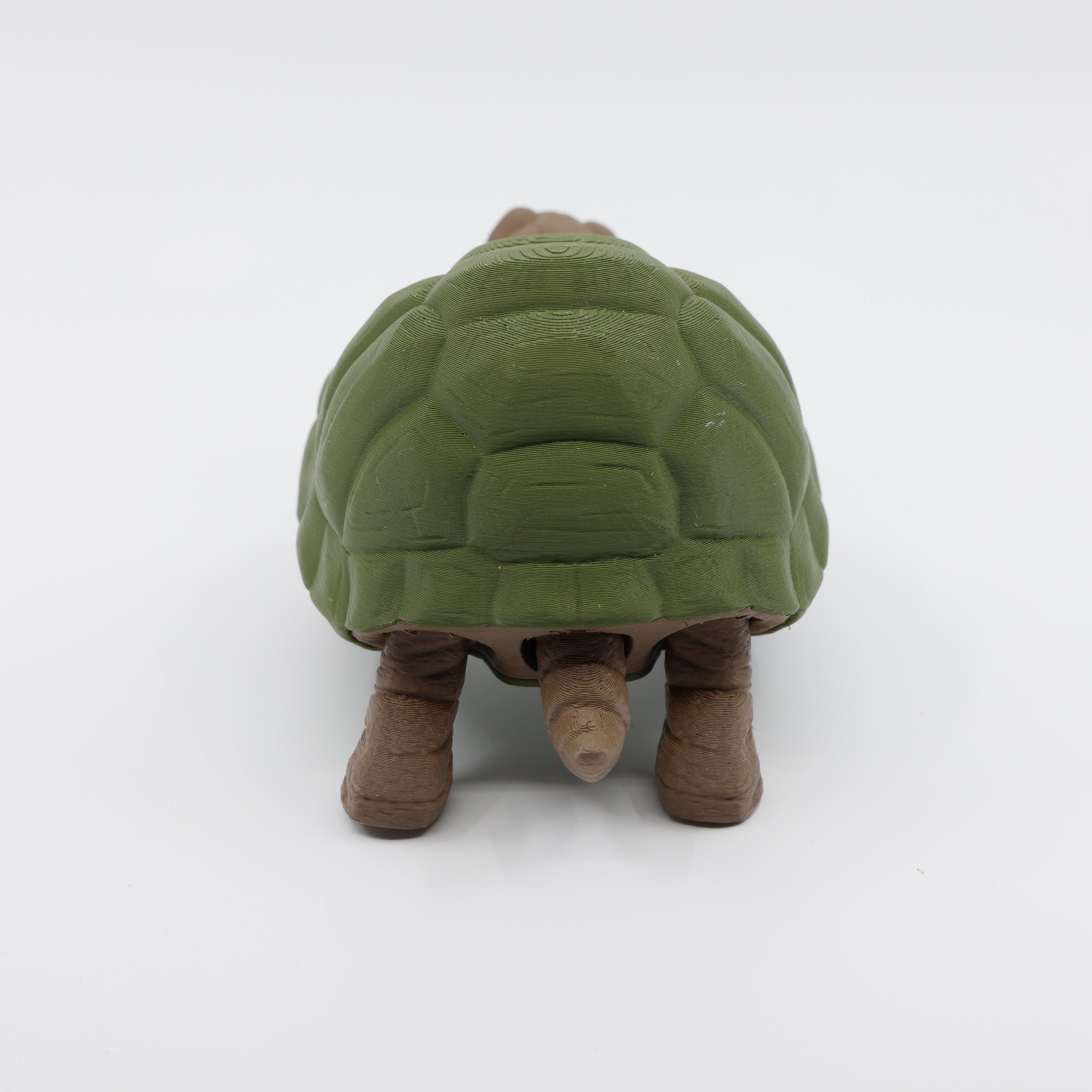 Turtle Back View