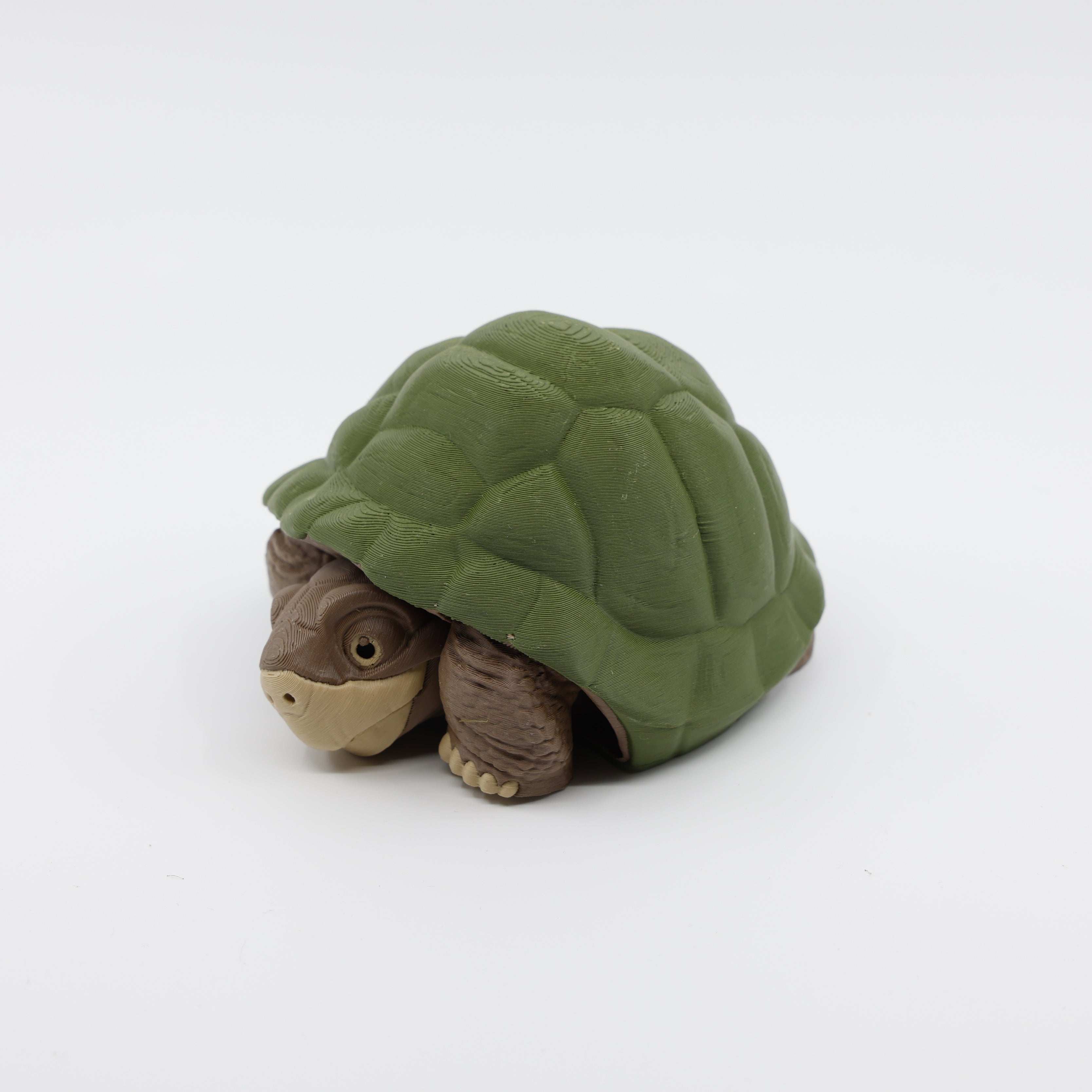 Turtle Curled in Shell