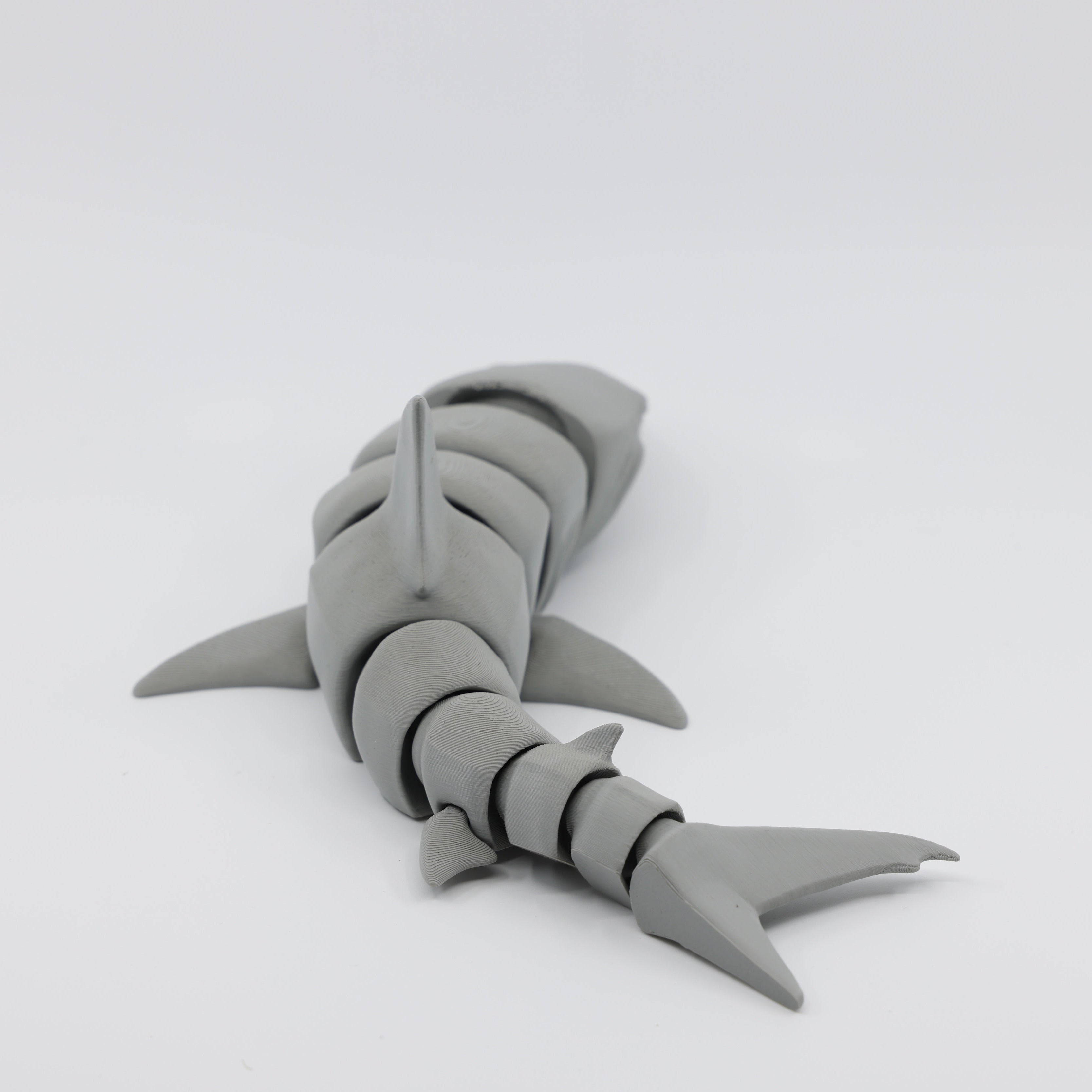 Great White Shark Grey Back