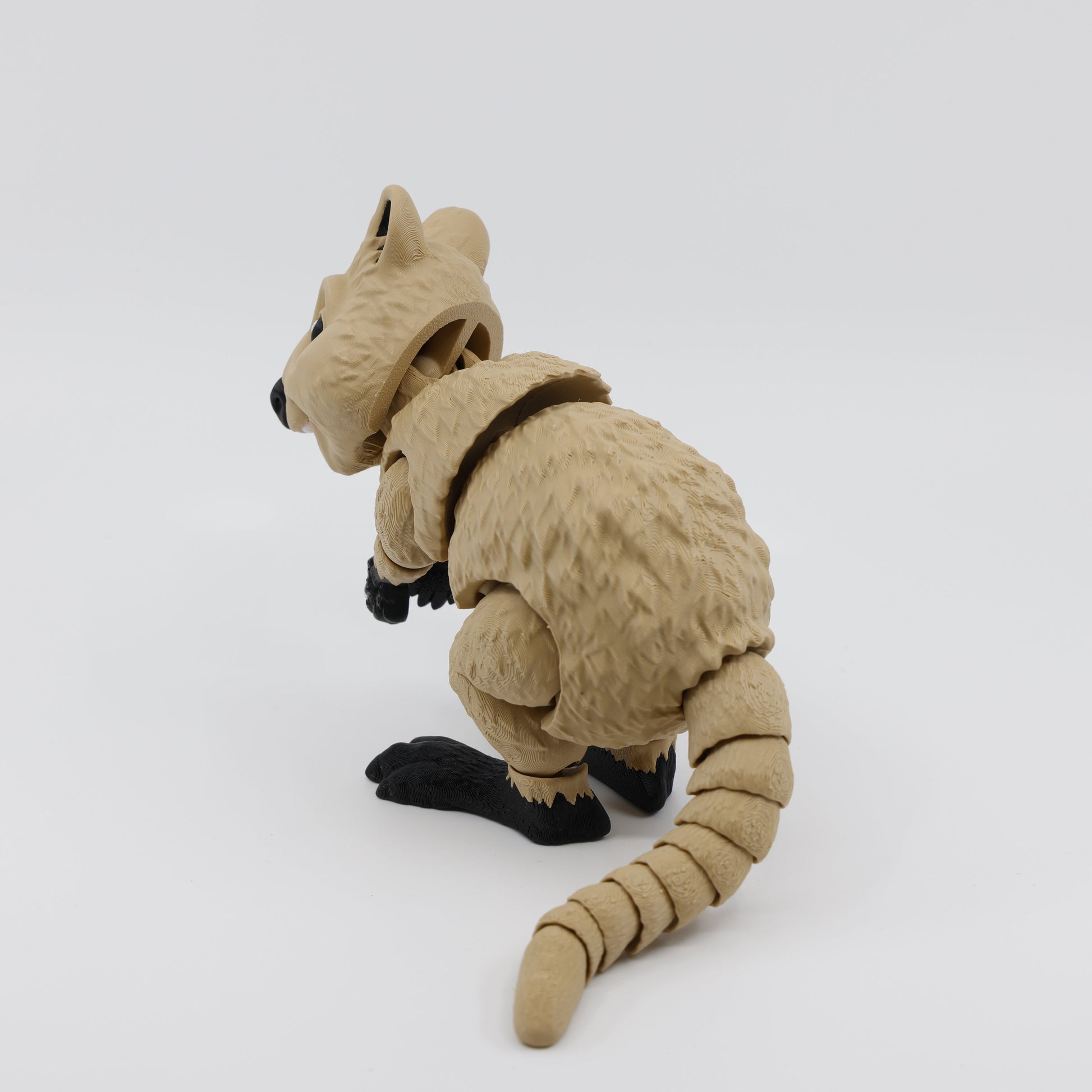 Quokka Back View