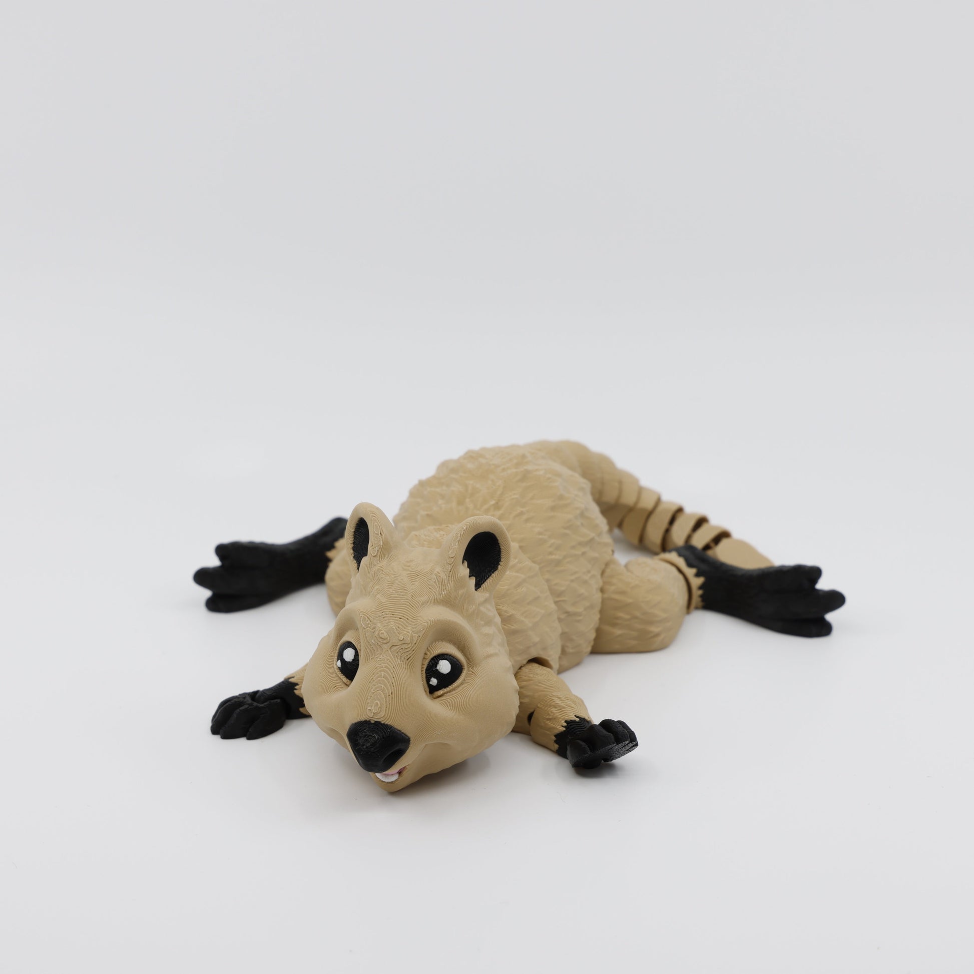 Quokka Laying Down