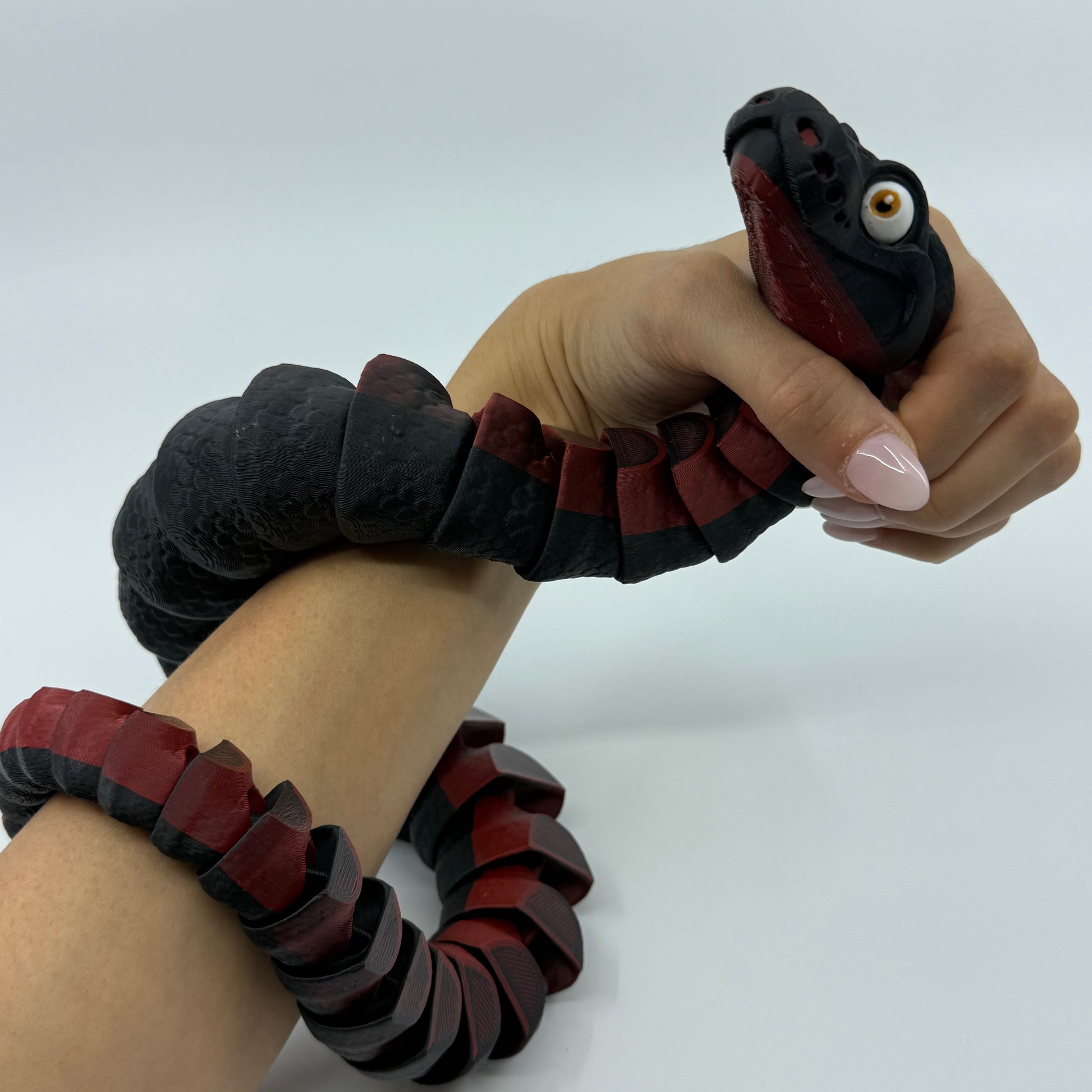 Red-Bellied Black Snake