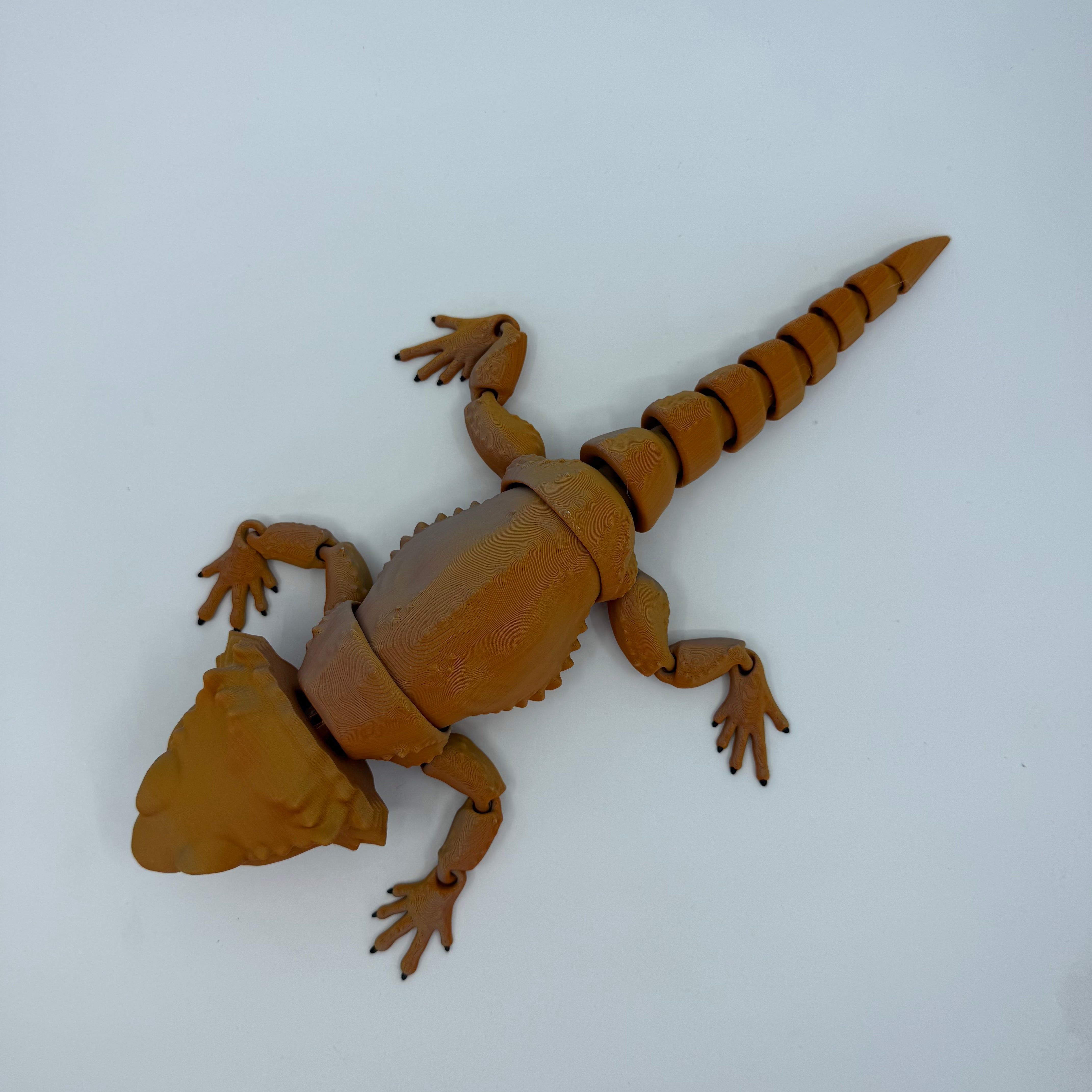 Bearded Dragon