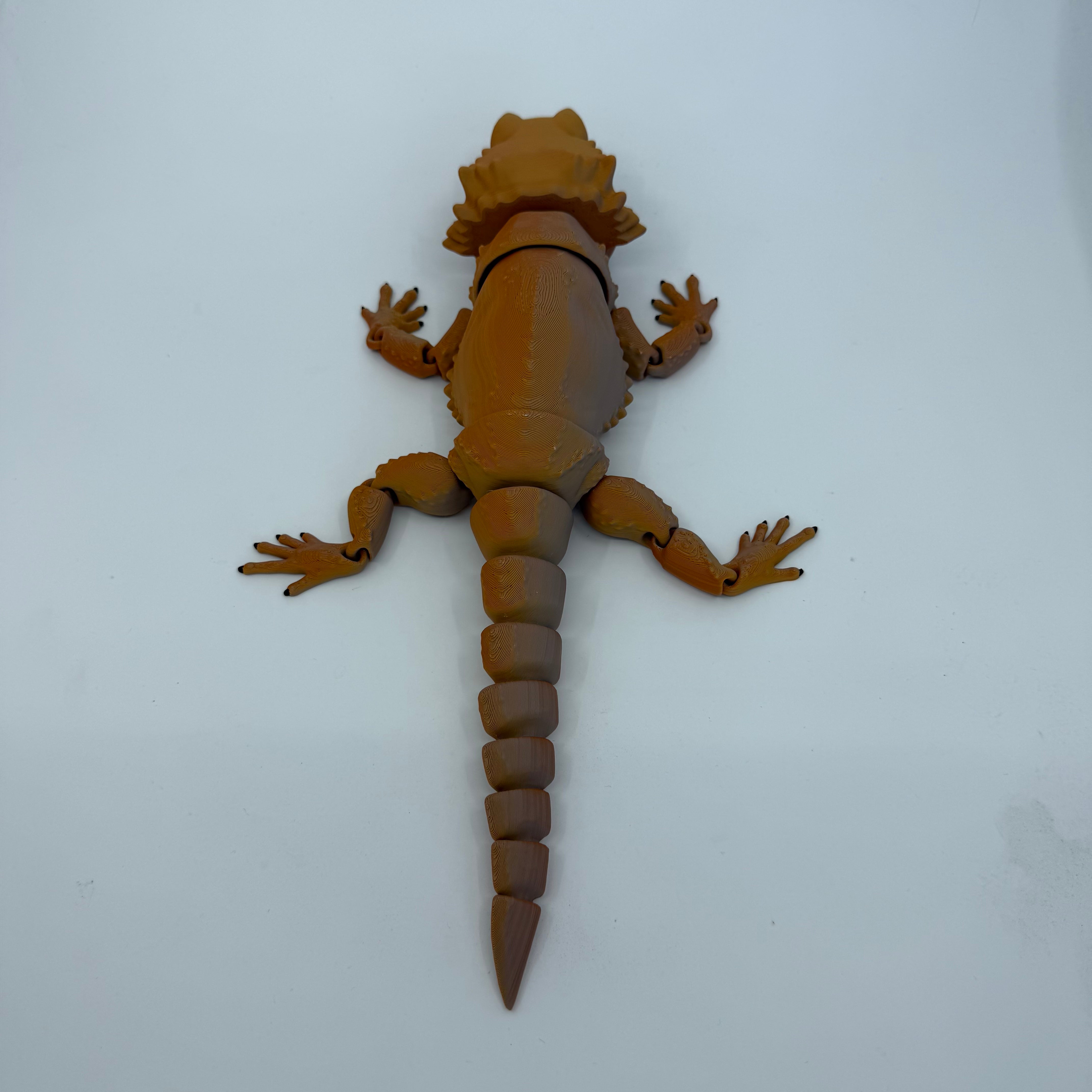 Bearded Dragon