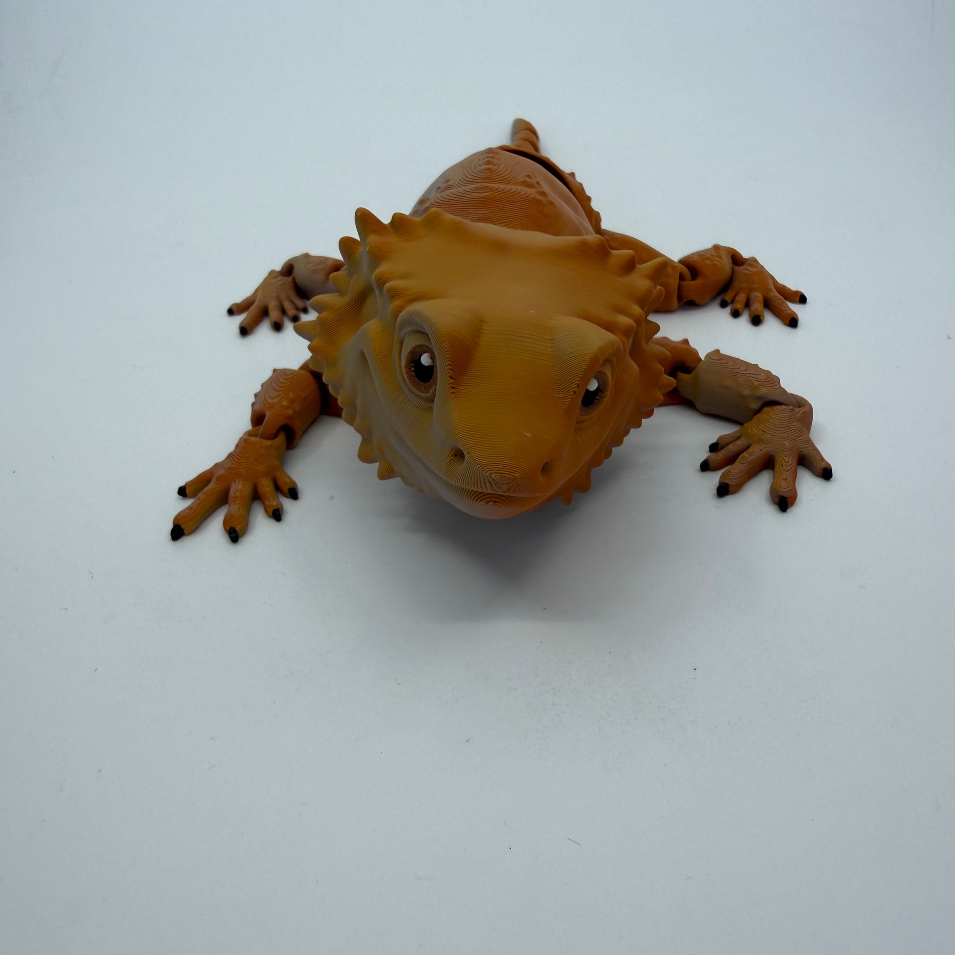 Bearded Dragon