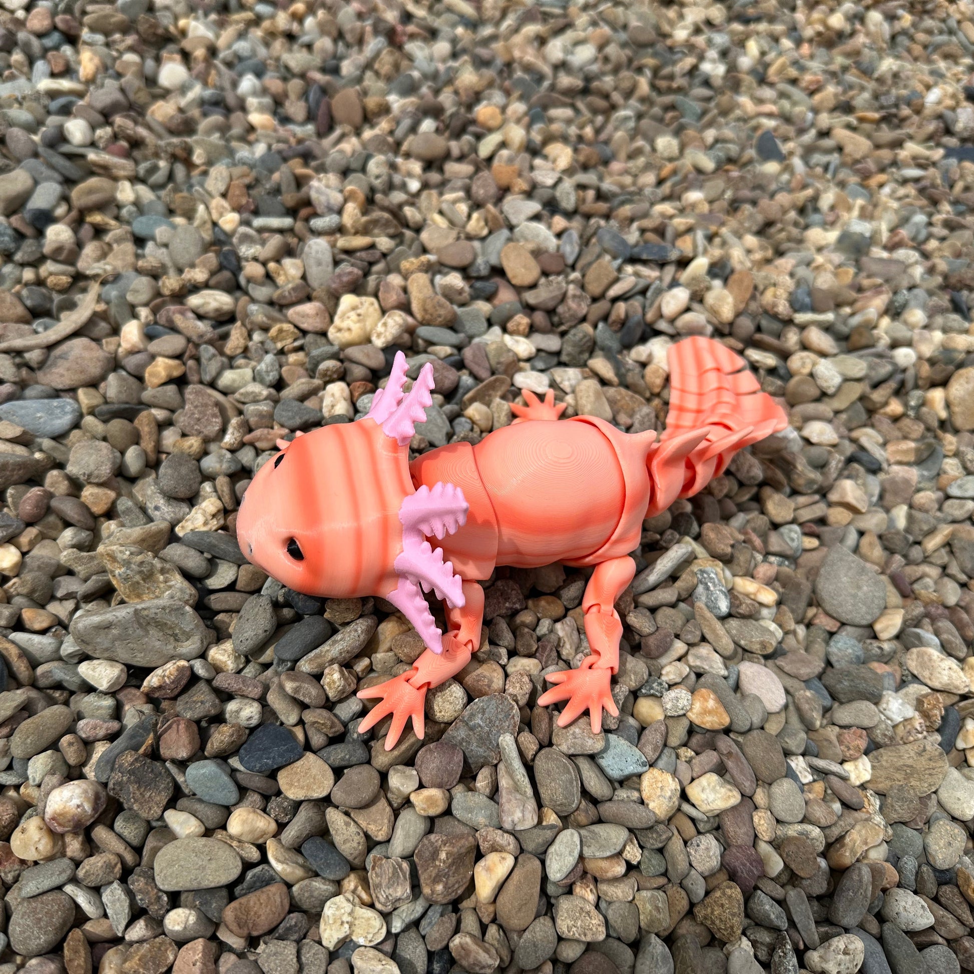 Axolotl