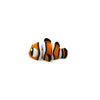 Mini Clownfish Fidget